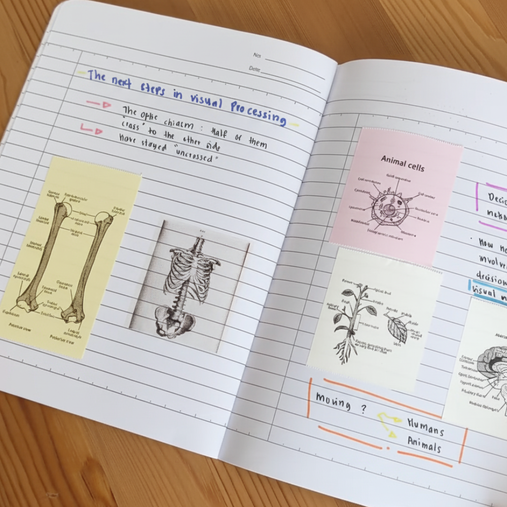 3x Colored Paste Rolls™